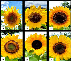 File:Hasil 6 Varietas Bunga Matahari (Helianthus annus L.).jpg