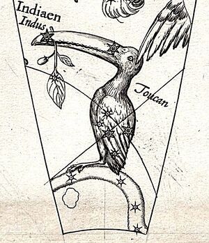 bird labelled "Toucan" on Plancius's Globe