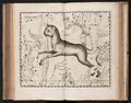 Lynx depicted in Hevelius (1687), digitalized by Linda Hall Library