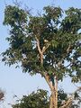 hornbill in a tree in Thailand (photograph by Cheung Sze Leung)